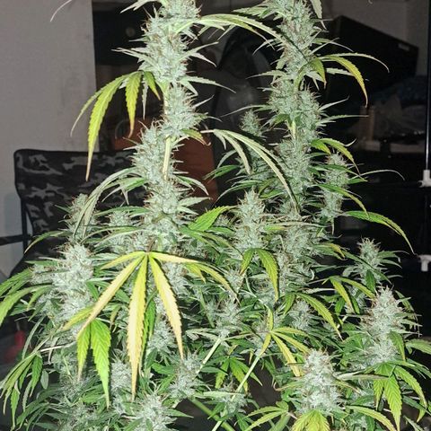 Jack 47 XL Auto growlog timeline photo
