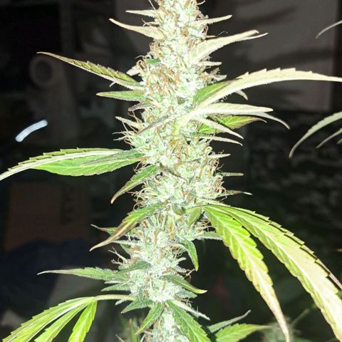 Jack 47 XL Auto growlog timeline photo