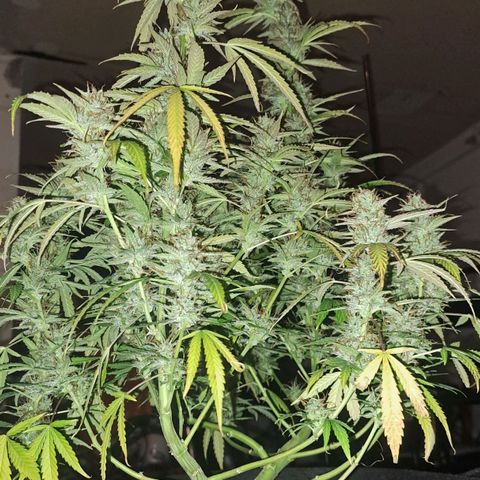 Jack 47 XL Auto growlog timeline photo