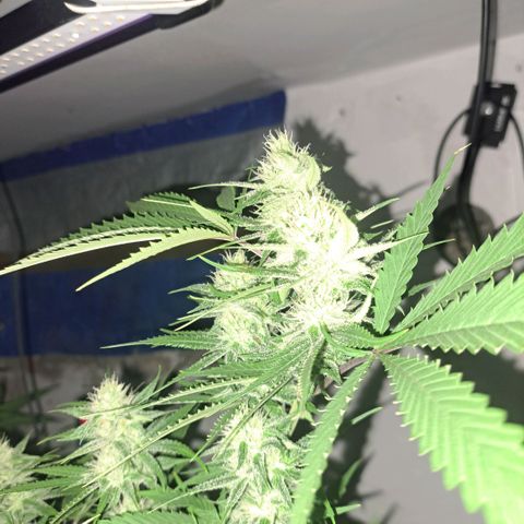Sideral x Zombie Kush growlog timeline photo