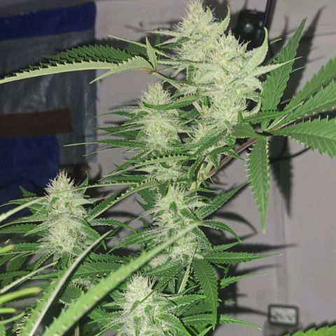 Sideral x Zombie Kush growlog timeline photo