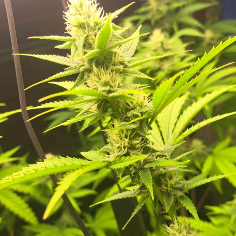 Sideral x Zombie Kush growlog timeline photo