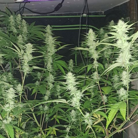 Sideral x Zombie Kush growlog timeline photo