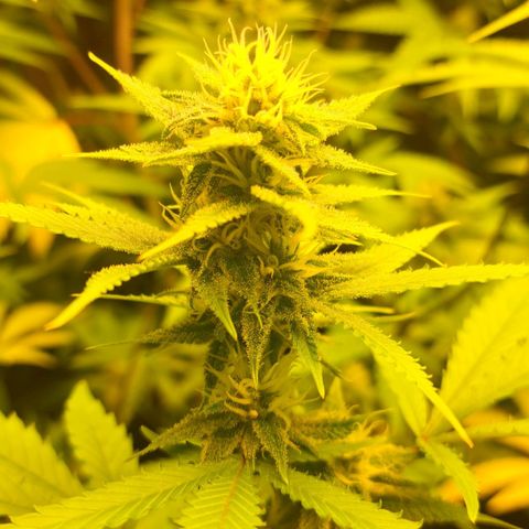 Sideral x Zombie Kush growlog timeline photo