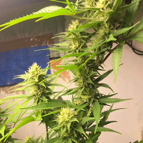 Sideral x Zombie Kush growlog timeline photo