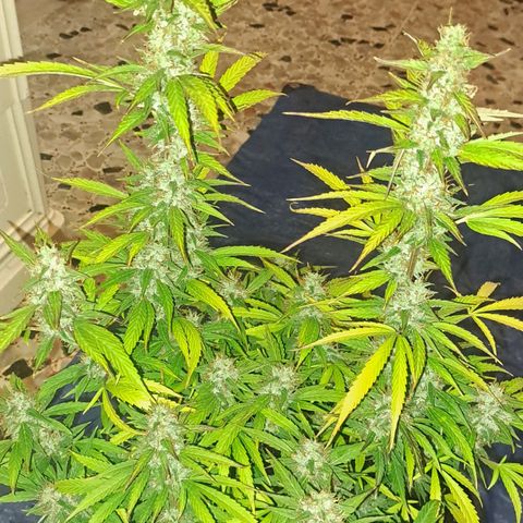 Jack 47 XL Auto growlog timeline photo