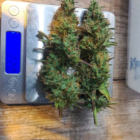 Jack 47 XL Auto growlog timeline photo