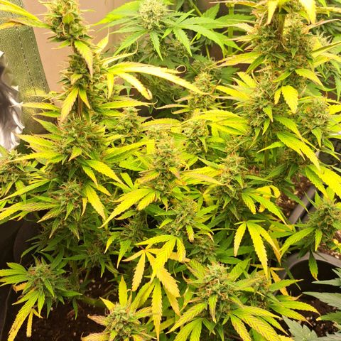 Jack 47 XL Auto growlog timeline photo