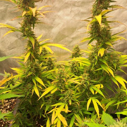 Jack 47 XL Auto growlog timeline photo