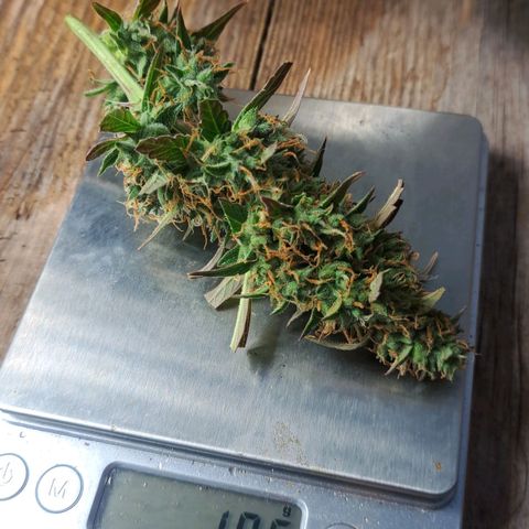 Jack 47 XL Auto growlog timeline photo