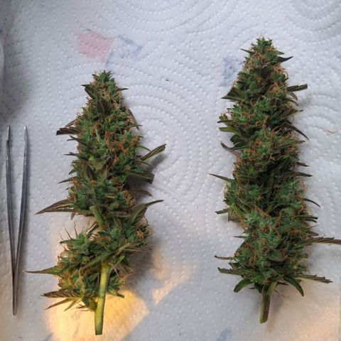 Jack 47 XL Auto growlog timeline photo