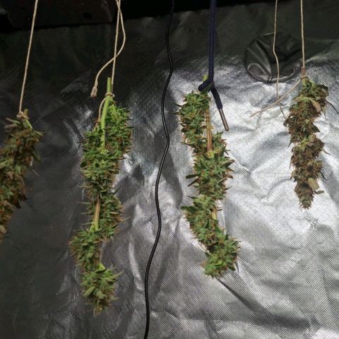 Jack 47 XL Auto growlog timeline photo