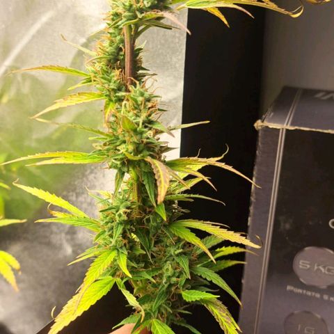 Jack 47 XL Auto growlog timeline photo
