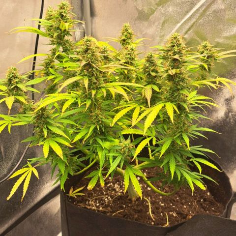 Jack 47 XL Auto growlog timeline photo