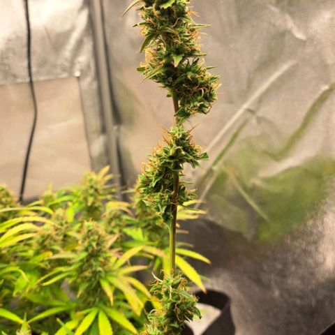 Jack 47 XL Auto growlog timeline photo