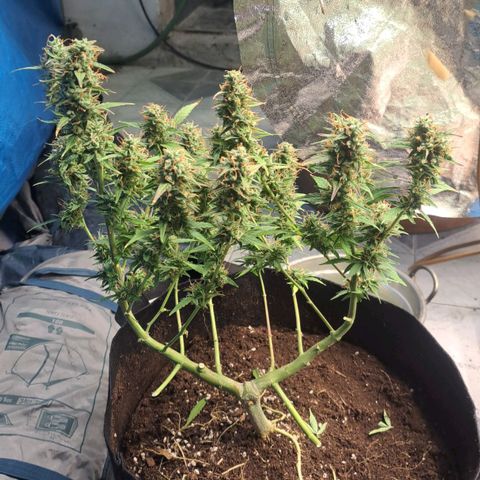 Jack 47 XL Auto growlog timeline photo