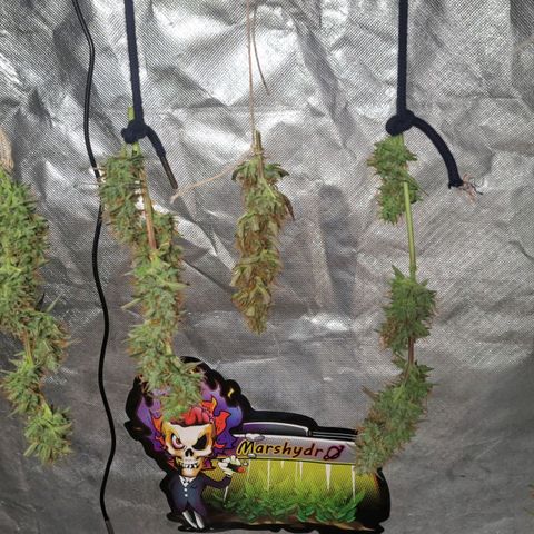 Jack 47 XL Auto growlog timeline photo