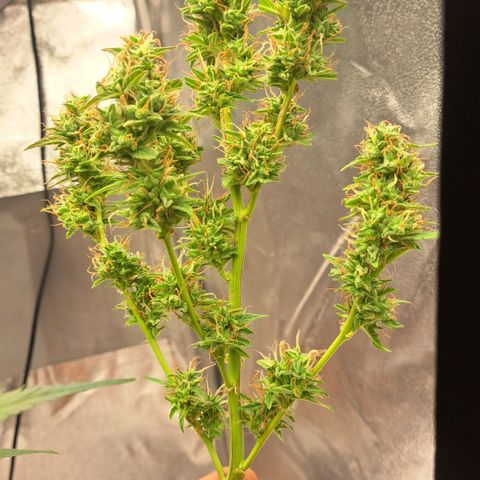 Jack 47 XL Auto growlog timeline photo