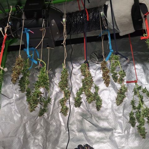 Jack 47 XL Auto growlog timeline photo