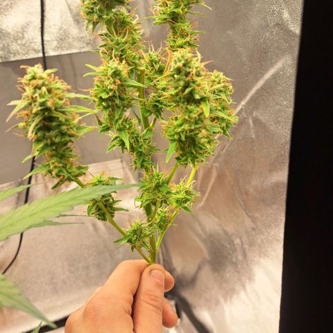 Jack 47 XL Auto growlog timeline photo