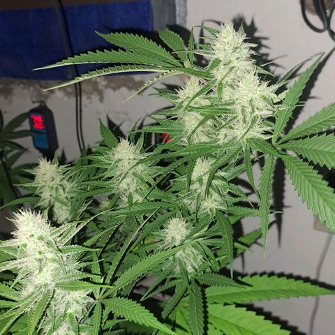Sideral x Zombie Kush growlog timeline photo