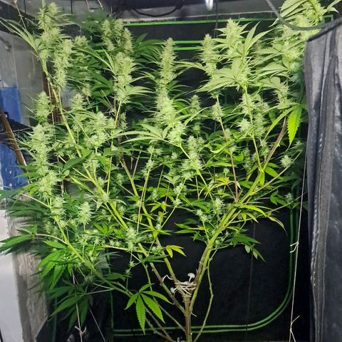 Sideral x Zombie Kush growlog timeline photo