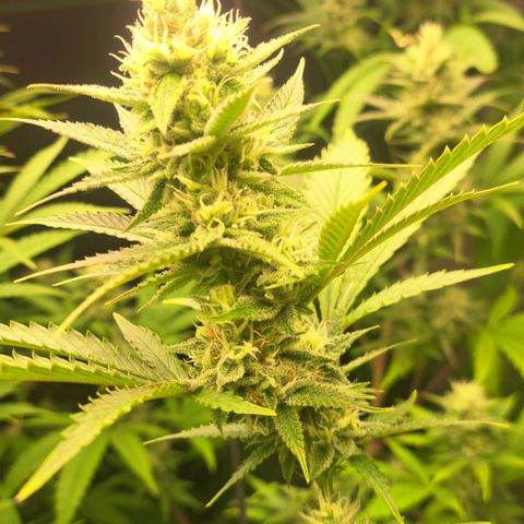 Sideral x Zombie Kush growlog timeline photo