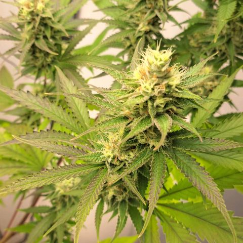 Sideral x Zombie Kush growlog timeline photo