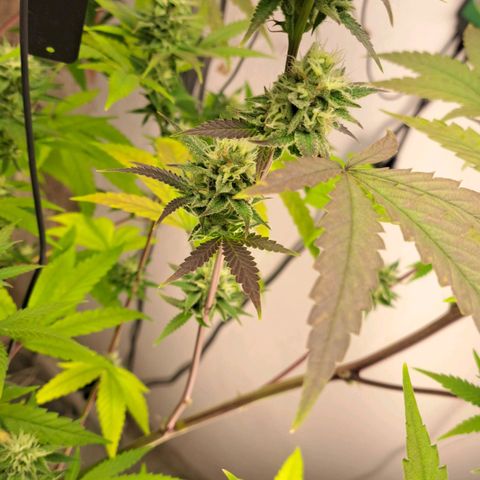 Sideral x Zombie Kush growlog timeline photo