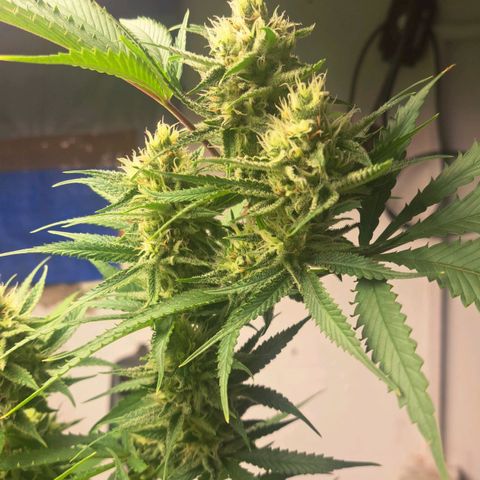 Sideral x Zombie Kush growlog timeline photo
