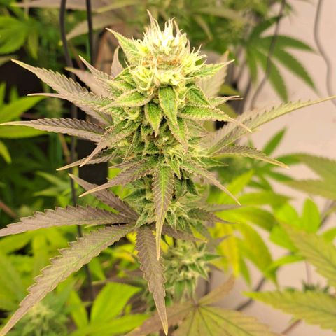Sideral x Zombie Kush growlog timeline photo