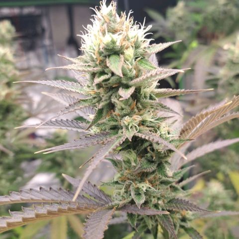 Sideral x Zombie Kush growlog timeline photo