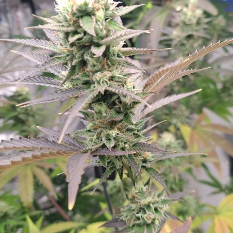Sideral x Zombie Kush growlog timeline photo