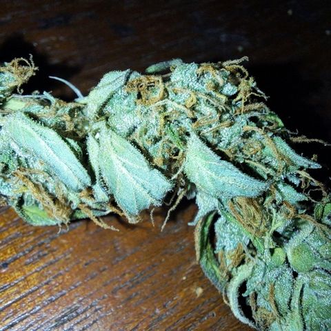 Jack 47 XL Auto growlog timeline photo