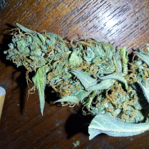 Jack 47 XL Auto growlog timeline photo