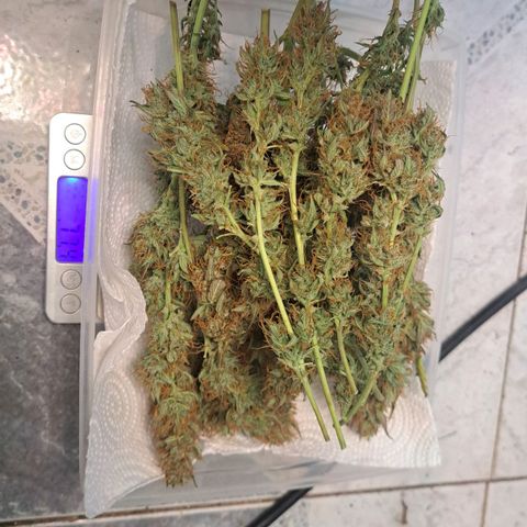Jack 47 XL Auto growlog timeline photo