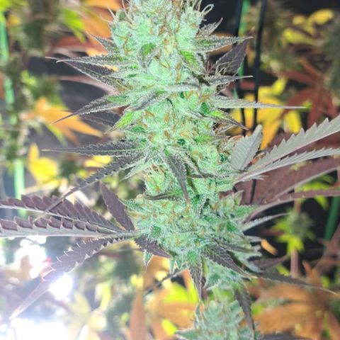 Sideral x Zombie Kush growlog timeline photo