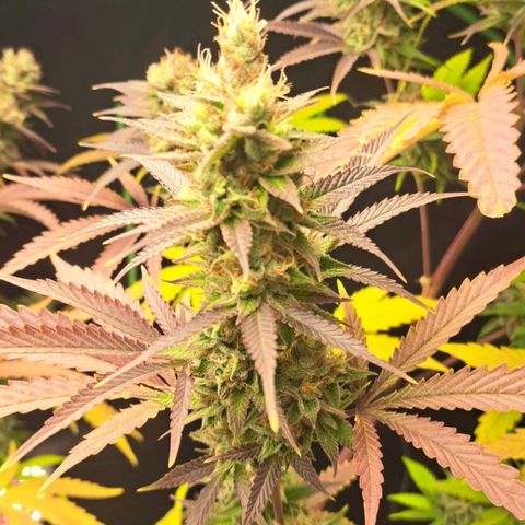 Sideral x Zombie Kush growlog timeline photo