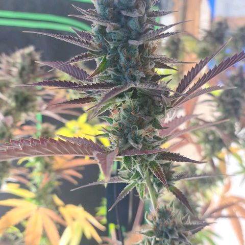 Sideral x Zombie Kush growlog timeline photo