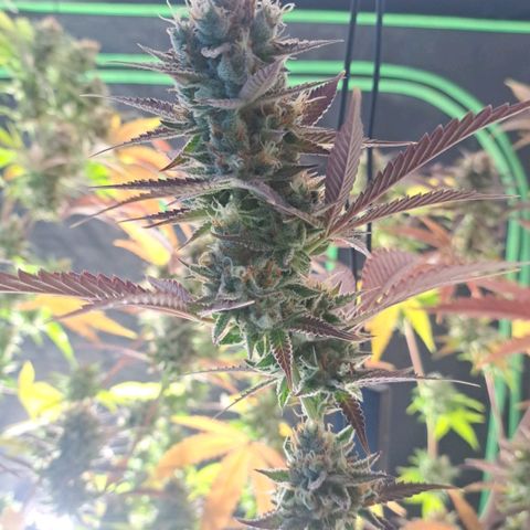 Sideral x Zombie Kush growlog timeline photo