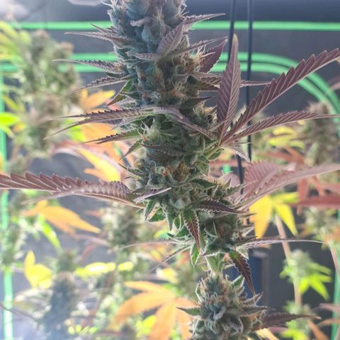 Sideral x Zombie Kush growlog timeline photo