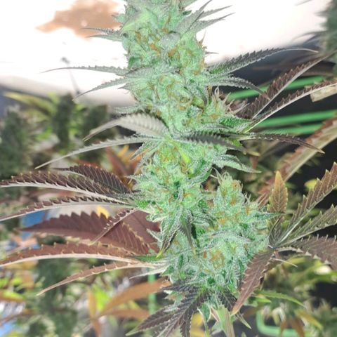 Sideral x Zombie Kush growlog timeline photo