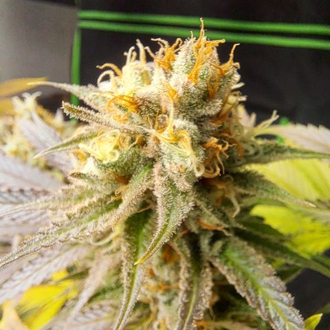 Sideral x Zombie Kush growlog timeline photo