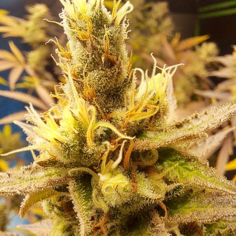 Sideral x Zombie Kush growlog timeline photo