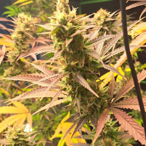 Sideral x Zombie Kush growlog timeline photo