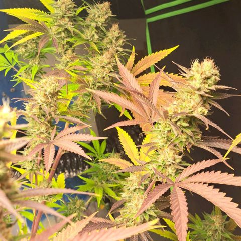 Sideral x Zombie Kush growlog timeline photo