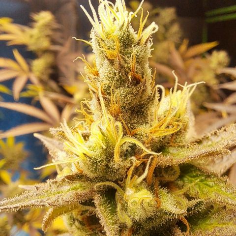 Sideral x Zombie Kush growlog timeline photo