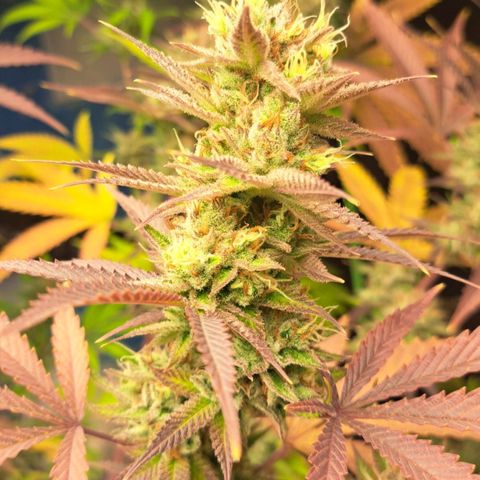 Sideral x Zombie Kush growlog timeline photo