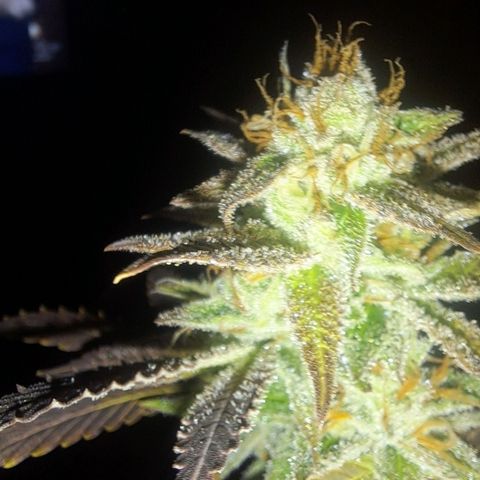 Sideral x Zombie Kush growlog timeline photo
