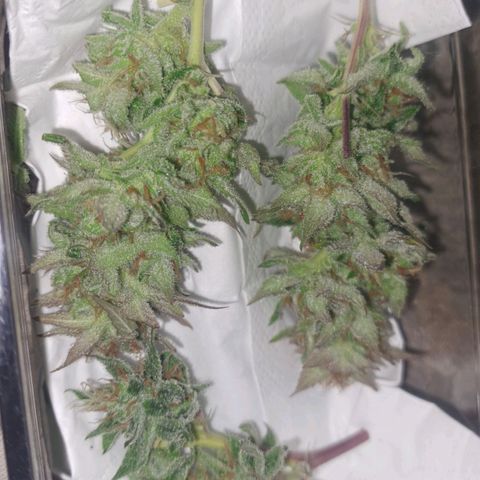 Sideral x Zombie Kush growlog timeline photo